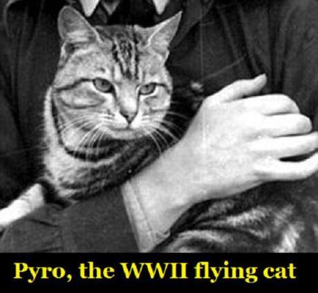 Pyro, the WWII flying cat