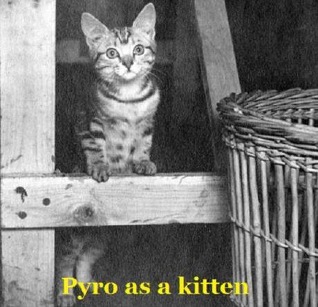 Pyro kitten