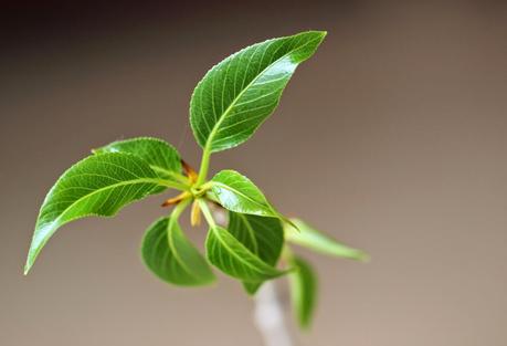 My Tree is just a Late-Bloomer