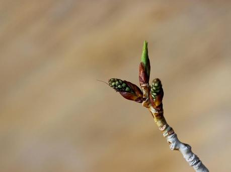 My Tree is just a Late-Bloomer