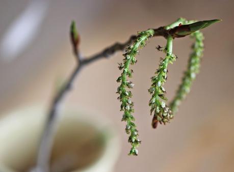 My Tree is just a Late-Bloomer