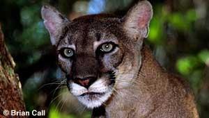 Florida Panthers and Other Wildlife Threatened by Big Oil