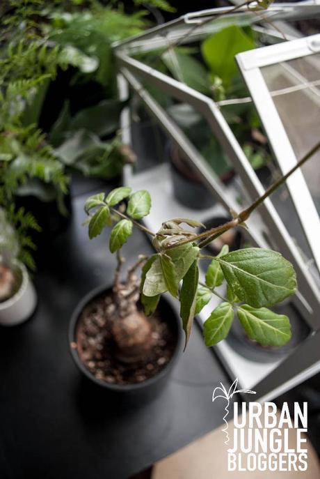 URBAN JUNGLE BLOGGERS | Greenery on the balcony