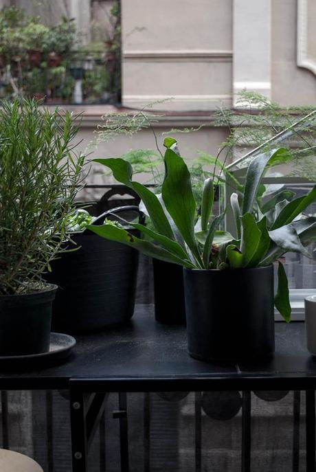 URBAN JUNGLE BLOGGERS | Greenery on the balcony