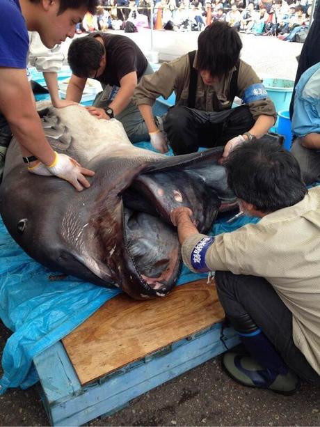 megamouth-shark