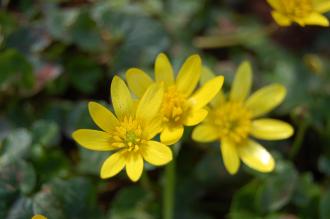 Ranunculus ficaria Flower (13/04/14, Torquay, Devon)