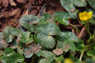 Ranunculus ficaria Leaf (13/04/14, Torquay, Devon)