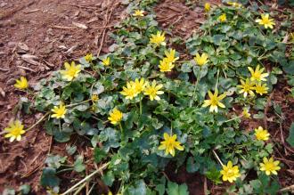 Ranunculus ficaria (13/04/14, Torquay, Devon)