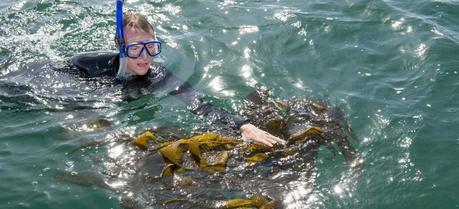 A graduate student in the marine biology program at Cal State Long Beach collects kelp in the waters off of Long Beach during Kelp Watch 2014’s initial collection of samples.