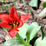 Shakespeare Garden in Central Park.