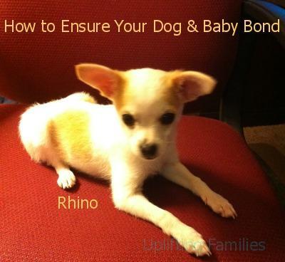 How to Ensure Your Dog and Baby Bond