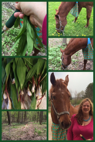 The Witches Kitchen- Foraging for Ramps