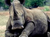 Swaziland Protects Wildlife