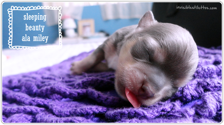 Meet Our New (Miracle Blue Chihuahua) Baby!