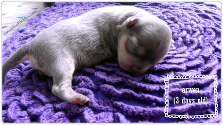 Meet Our New (Miracle Blue Chihuahua) Baby!