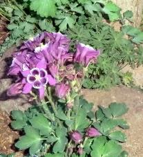 More Flowers on Fencing