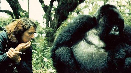 Dian Fossey huge gorilla Rwanda