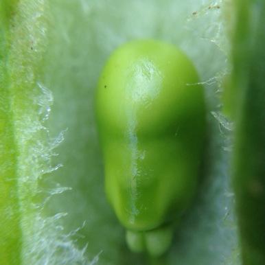 Broad bean