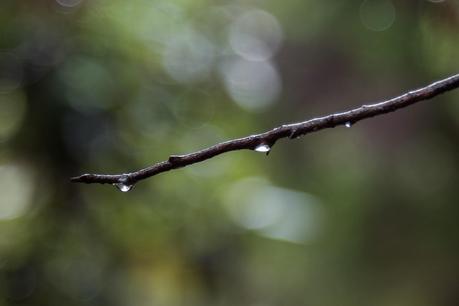 water droplets on tree branch