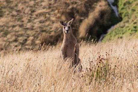 kangaroo in long grass watching