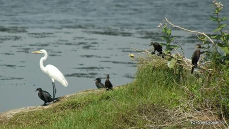 Mother's day ........ 'International Migratory Bird Day' .. winged visitors of Karapakkam (Pallikaranai Marsh)