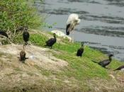 Mother's ........ 'International Migratory Bird Day' Winged Visitors Karapakkam (Pallikaranai Marsh)