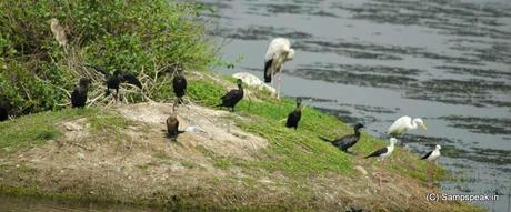 Mother's day ........ 'International Migratory Bird Day' .. winged visitors of Karapakkam (Pallikaranai Marsh)