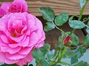 Mother's Essays Those Have Problem with