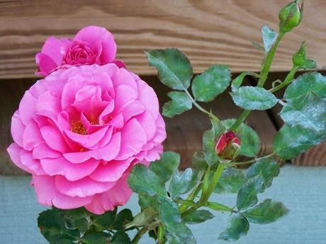 Two Mother's Day essays for those who have a problem with Mother's Day