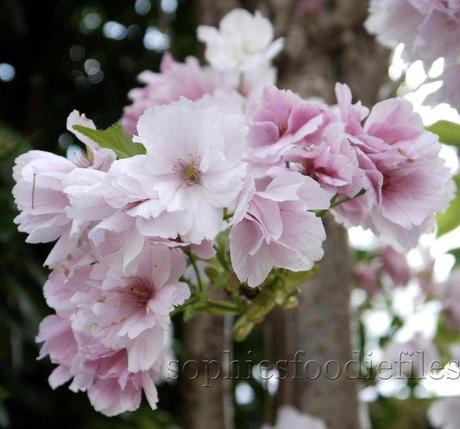 The last of my Japanese Pink cherry blossoms!