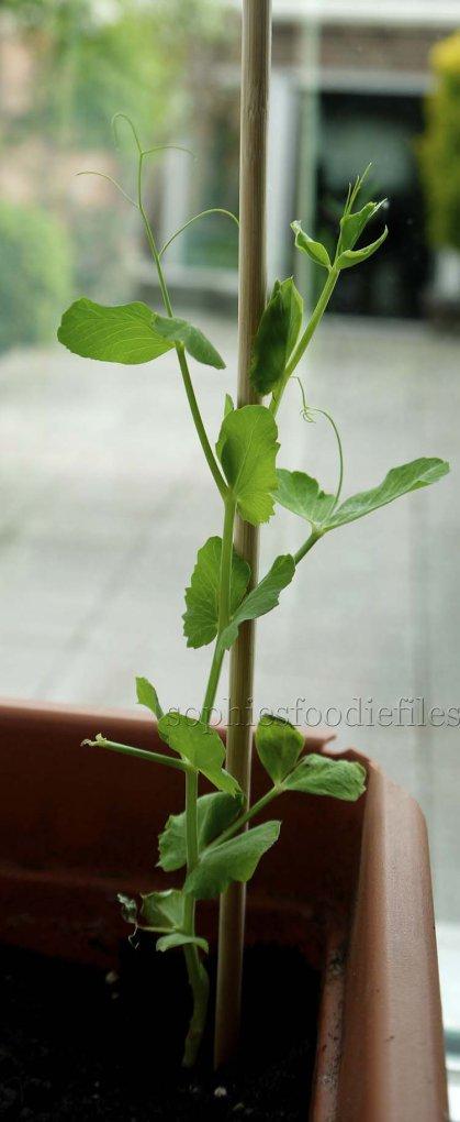 A young pea-plant!