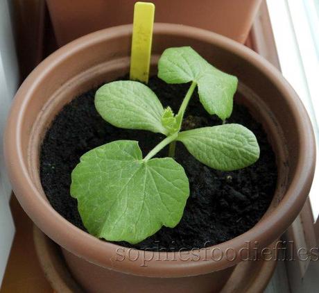 Home grown pumpkin from seed!