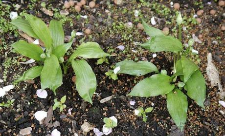 Wild garlic, we planted them 1 year ago! 