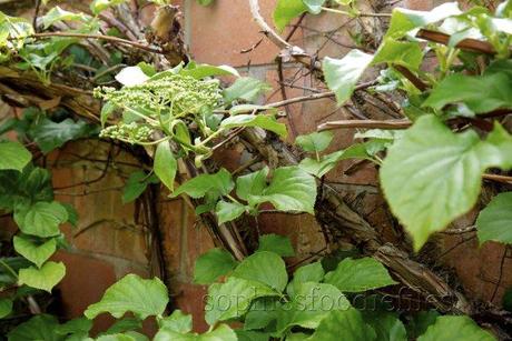 Our walled hydrangea, is growing greener & bigger each day!