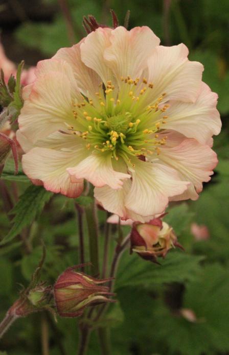 Geum 'East of Eden' From East of Eden Nursery