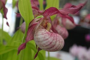 Cypripedium gisela