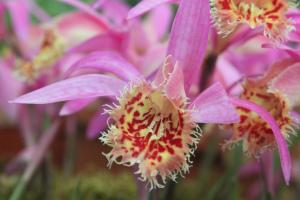 Pleione vesuvius 'tawny owl'