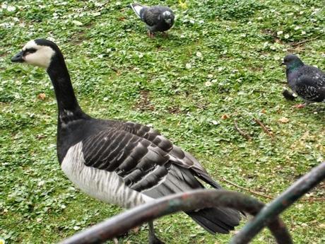In & Around London… St James's Park Birds