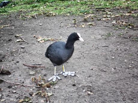 In & Around London… St James's Park Birds