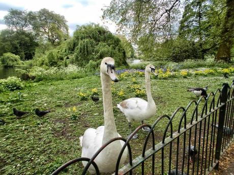 In & Around London… St James's Park Birds