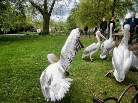 In & Around London… St James's Park Birds