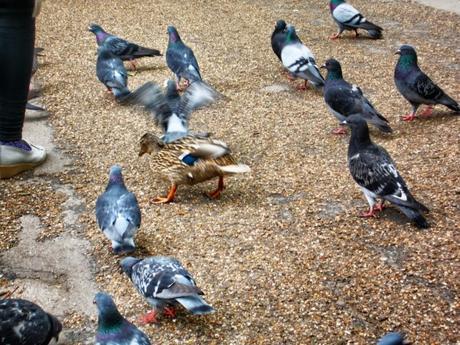 In & Around London… St James's Park Birds