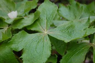 Podophyllum hexandrum Leaf (19/04/2014, Kew Gardens, London)