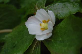 Podophyllum hexandrum Flower (19/04/2014, Kew Gardens, London)