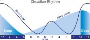 The Sleep Cycle
