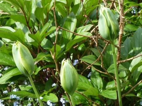 perennial tulips