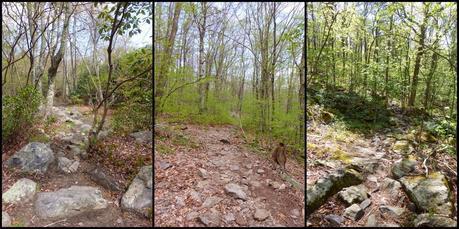 Day 25: Grayson Highlands and Sore Feet Day 25: Grayson Highlands and Sore Feet