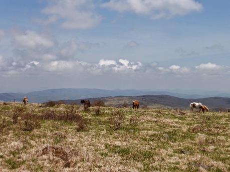 Day 25: Grayson Highlands and Sore Feet Day 25: Grayson Highlands and Sore Feet