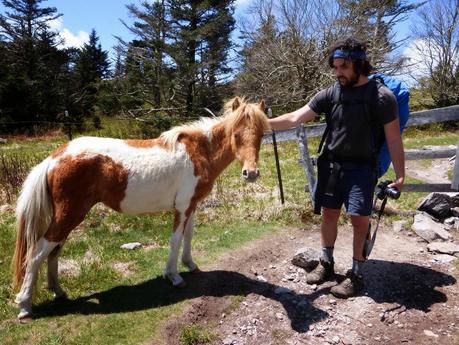 Day 25: Grayson Highlands and Sore Feet Day 25: Grayson Highlands and Sore Feet