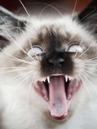 10 things only cat owners know to be true